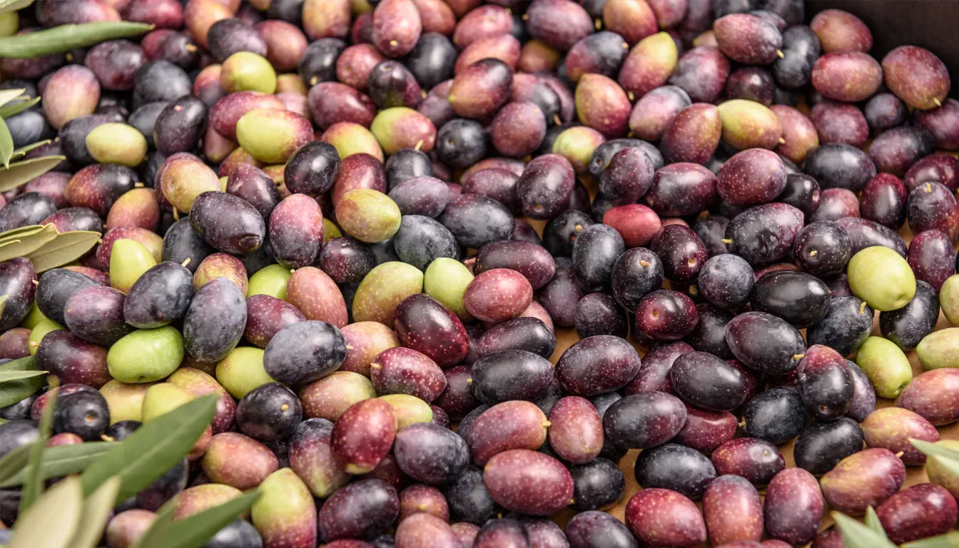 Duyusal Zeytinyağı Analizi